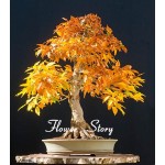  8 Kinds Japanese Maple Bonsai Tree Seeds Garden Plants  for home 20 Pcs each kind