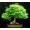 20 Evergreen Maple2 -$0.56