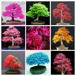  8 Kinds Japanese Maple Bonsai Tree Seeds Garden Plants  for home 20 Pcs each kind