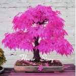  8 Kinds Japanese Maple Bonsai Tree Seeds Garden Plants  for home 20 Pcs each kind