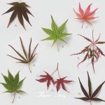  8 Kinds Japanese Maple Bonsai Tree Seeds Garden Plants  for home 20 Pcs each kind