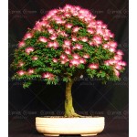 10 pieces bonsai  Albizia Flower  seeds called Mimosa  Silk Tree ,seeds  for flower potted plants free shipping ornamental-plant