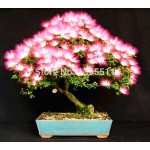 10 pieces bonsai  Albizia Flower  seeds called Mimosa  Silk Tree ,seeds  for flower potted plants free shipping ornamental-plant