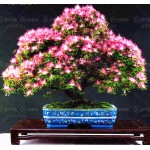 10 pieces bonsai  Albizia Flower  seeds called Mimosa  Silk Tree ,seeds  for flower potted plants free shipping ornamental-plant