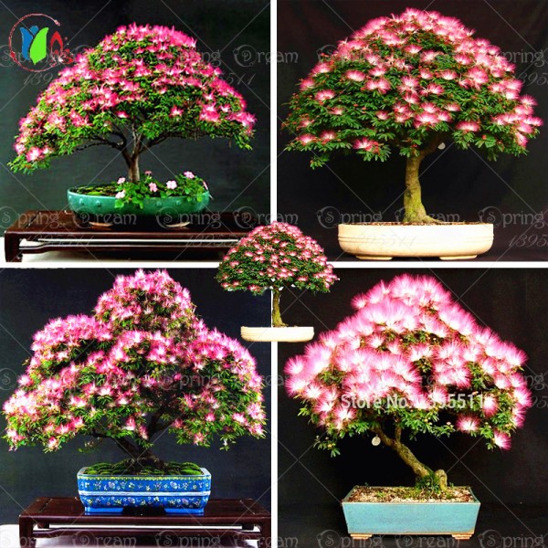 10 pieces bonsai  Albizia Flower  seeds called Mimosa  Silk Tree ,seeds  for flower potted plants free shipping ornamental-plant