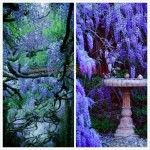 10 wisteria seeds outdoor plant Purple Wisteria Flower Seeds for DIY home garden Climb rattan flower