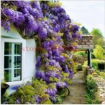 10 wisteria seeds outdoor plant Purple Wisteria Flower Seeds for DIY home garden Climb rattan flower