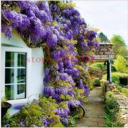 10 wisteria seeds outdoor plant Purple Wisteria Flower Seeds for DIY home garden Climb rattan flower