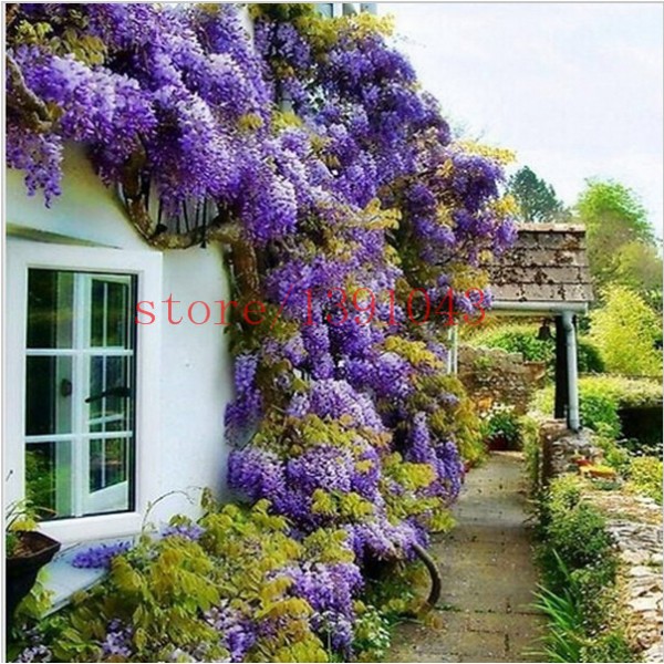 10 wisteria seeds outdoor plant Purple Wisteria Flower Seeds for DIY home garden Climb rattan flower