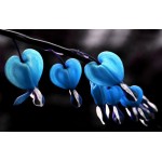 100 Dicentra Spectabilis seeds Bleeding Heart classic cottage garden plant, heart-shaped flowers in spring, ferny foliage