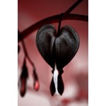 100 Dicentra Spectabilis seeds Bleeding Heart classic cottage garden plant, heart-shaped flowers in spring, ferny foliage