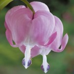 100 Dicentra Spectabilis seeds Bleeding Heart classic cottage garden plant, heart-shaped flowers in spring, ferny foliage