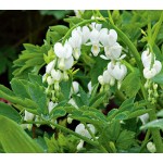 100 Dicentra Spectabilis seeds Bleeding Heart classic cottage garden plant, heart-shaped flowers in spring, ferny foliage