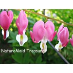 100 Dicentra Spectabilis seeds Bleeding Heart classic cottage garden plant, heart-shaped flowers in spring, ferny foliage