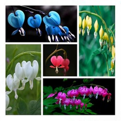 100 Dicentra Spectabilis seeds Bleeding Heart classic cottage garden plant, heart-shaped flowers in spring, ferny foliage