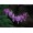 Purple3 -$0.09