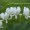 White4 -$0.09