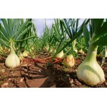 100 onion  Seeds Giant Onions Eksibishen Organic Russian Heirloom Vegetable Seeds for home garden