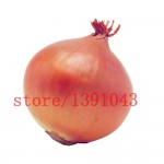 100 onion  Seeds Giant Onions Eksibishen Organic Russian Heirloom Vegetable Seeds for home garden