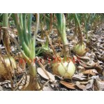 100 onion  Seeds Giant Onions Eksibishen Organic Russian Heirloom Vegetable Seeds for home garden