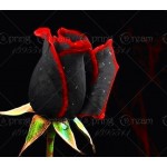 100 rare rose seeds Black Rose Flower with Red Edge Rare Rose  Flowers Seeds.For Garden Bonsai Planting