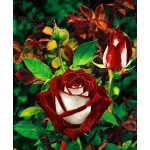 100 rare rose seeds Black Rose Flower with Red Edge Rare Rose  Flowers Seeds.For Garden Bonsai Planting