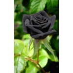 100 rare rose seeds Black Rose Flower with Red Edge Rare Rose  Flowers Seeds.For Garden Bonsai Planting