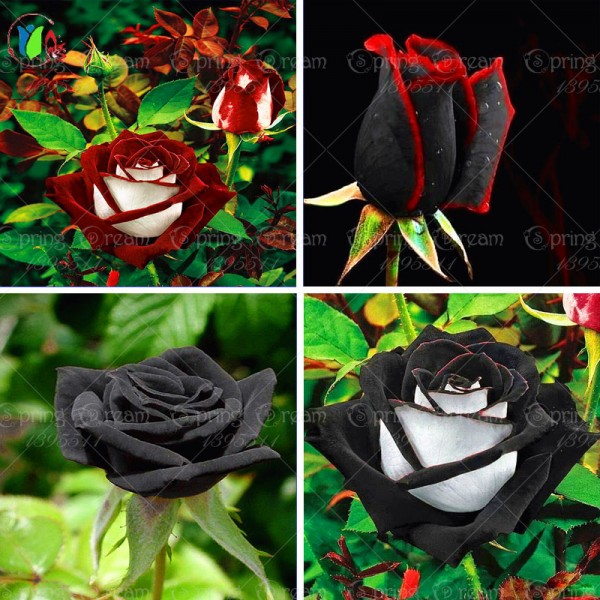 100 rare rose seeds Black Rose Flower with Red Edge Rare Rose  Flowers Seeds.For Garden Bonsai Planting