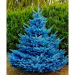 100 tree seeds rare Evergreen Colorado blue spruce seeds PICEA PUNGENS GLAUCA good for growing in pots, flower pot planters