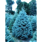 100 tree seeds rare Evergreen Colorado blue spruce seeds PICEA PUNGENS GLAUCA good for growing in pots, flower pot planters