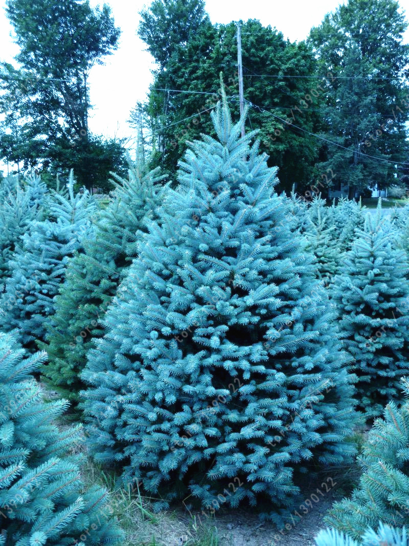 100 tree seeds rare Evergreen Colorado blue spruce seeds PICEA PUNGENS