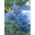 100 tree seeds rare Evergreen Colorado blue spruce seeds PICEA PUNGENS GLAUCA good for growing in pots, flower pot planters