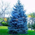 100 tree seeds rare Evergreen Colorado blue spruce seeds PICEA PUNGENS GLAUCA good for growing in pots, flower pot planters