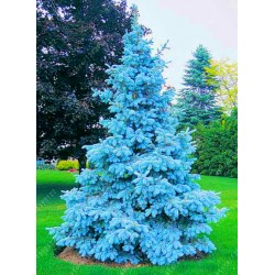 100 tree seeds rare Evergreen Colorado blue spruce seeds PICEA PUNGENS GLAUCA good for growing in pots, flower pot planters