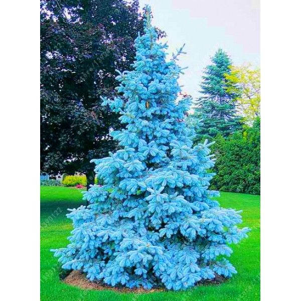 100 tree seeds rare Evergreen Colorado blue spruce seeds PICEA PUNGENS GLAUCA good for growing in pots, flower pot planters