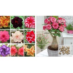 100% true Desert Rose Seeds Ornamental Plants Balcony Bonsai Potted Flowers Seeds Adenium Obesum Seed - 5 Particles / lot