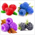 1000pcs rare raspberry seeds organic fruit seeds green red blue purple black raspberry seeds for home garden plant easy to grow