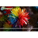 100PC Rainbow Chrysanthemum Flower Seeds, Ornamental Bonsai, Rare Color ,New Choose More Chrysanthemum Seeds Garden Flower Plant