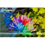 100PC Rainbow Chrysanthemum Flower Seeds, Ornamental Bonsai, Rare Color ,New Choose More Chrysanthemum Seeds Garden Flower Plant