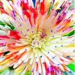 100/bag Rainbow Chrysanthemum Flower Seeds, rare color ,new arrival DIY Home Garden flower plant