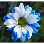 100/bag Rainbow Chrysanthemum Flower Seeds, rare color ,new arrival DIY Home Garden flower plant