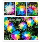 100/bag Rainbow Chrysanthemum Flower Seeds, rare color ,new arrival DIY Home Garden flower plant