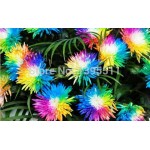 100/bag Rainbow Chrysanthemum Flower Seeds, rare color ,new arrival DIY Home Garden flower plant