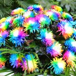 100/bag Rainbow Chrysanthemum Flower Seeds, rare color ,new arrival DIY Home Garden flower plant