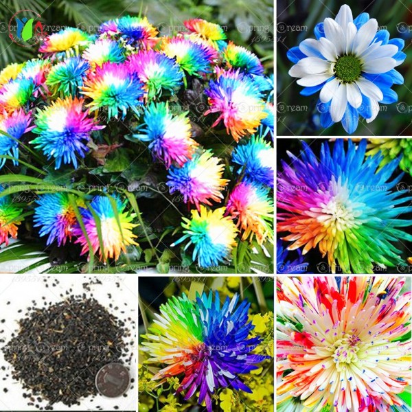100/bag Rainbow Chrysanthemum Flower Seeds, rare color ,new arrival DIY Home Garden flower plant