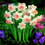 100pcs Bonsai Seeds of Aquatic Plants Double Petals Pink Daffodils Seed Narcissus seeds for Home Garden free shipping