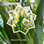 100pcs Bonsai Seeds of Aquatic Plants Double Petals Pink Daffodils Seed Narcissus seeds for Home Garden free shipping