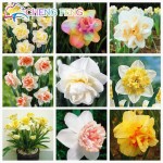 100pcs Bonsai Seeds of Aquatic Plants Double Petals Pink Daffodils Seed Narcissus seeds for Home Garden free shipping