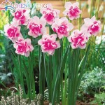 100pcs Bonsai Seeds of Aquatic Plants Double Petals Pink Daffodils Seed Narcissus seeds for Home Garden free shipping