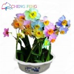 100pcs Bonsai Seeds of Aquatic Plants Double Petals Pink Daffodils Seed Narcissus seeds for Home Garden free shipping